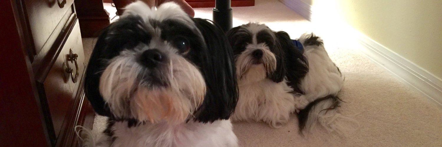 LisaToddSutton 💙🌻 banner