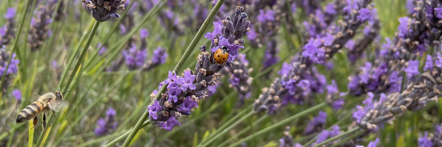 🪦💀 Iona Walling-Smith💀🪦 banner