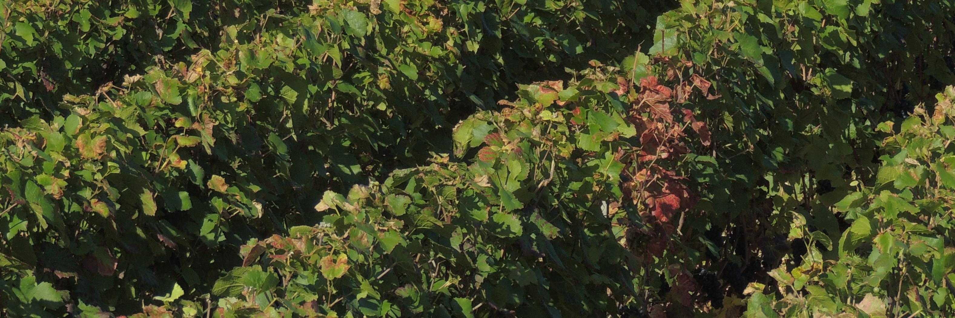 Pampinus's profile banner image
