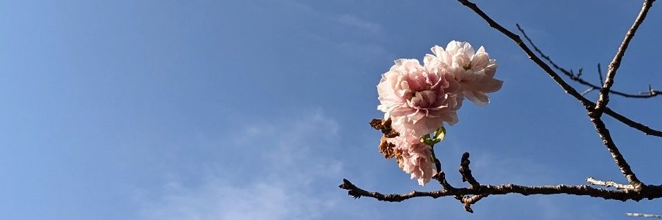 nayuta_draw's profile banner image