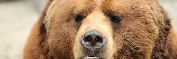 therealdc Profile Banner