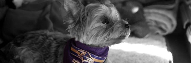 Jolene Mollerick banner