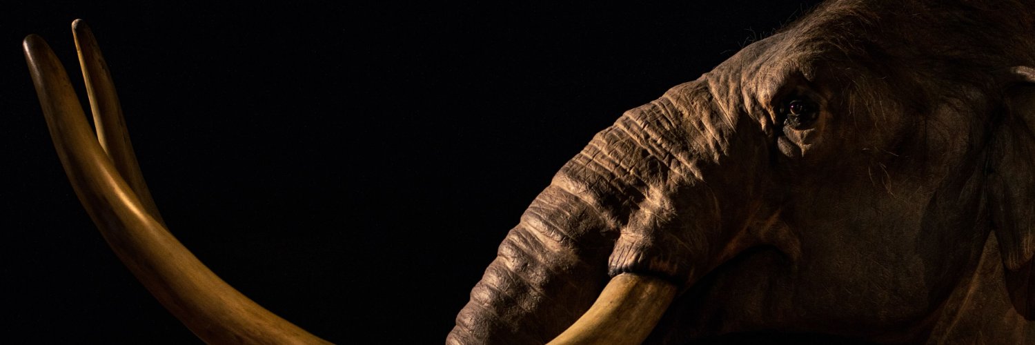 crazymammoth banner