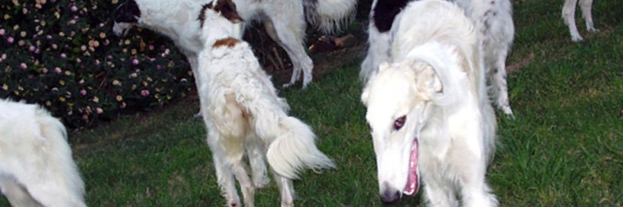 dogdeermeat's profile banner image