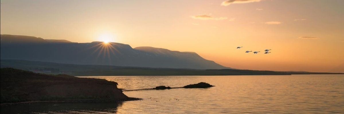 JoyedPanda's profile banner image