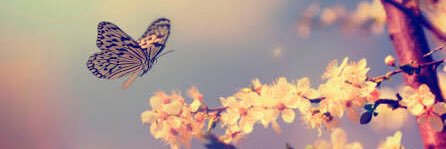 SebnemSenay's profile banner image