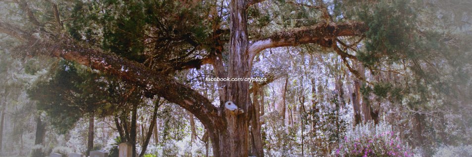 Shannon  Sears banner