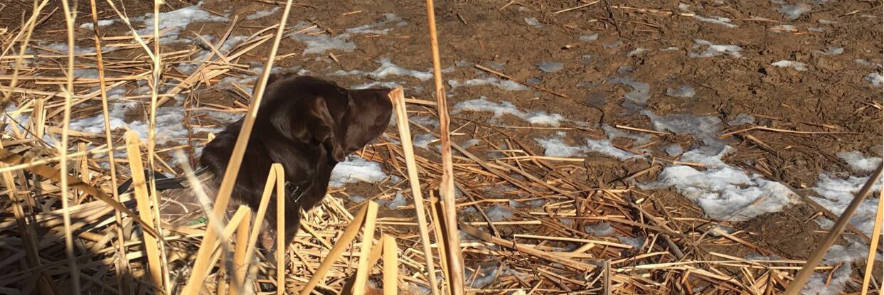 Jetson Swayze banner