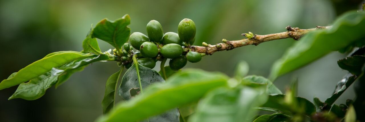 AgroTurPanama's profile banner image