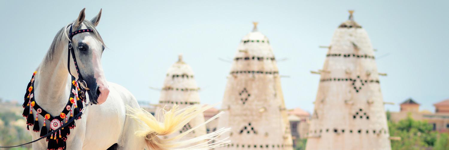 SharmEquestrian's profile banner image