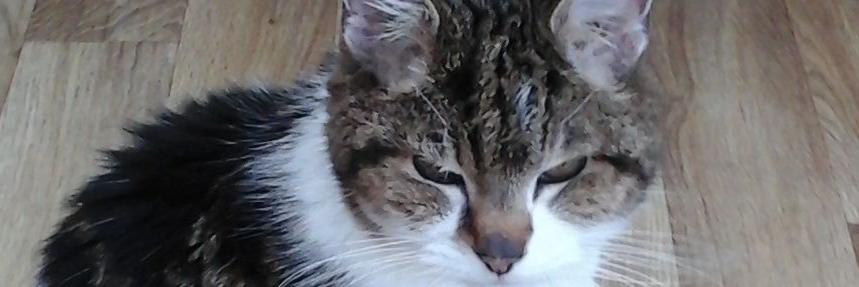 Paul finnegan banner