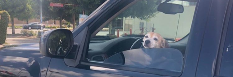 Benji_CryptoDog's profile banner image