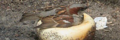 Eric Mandelbaum banner