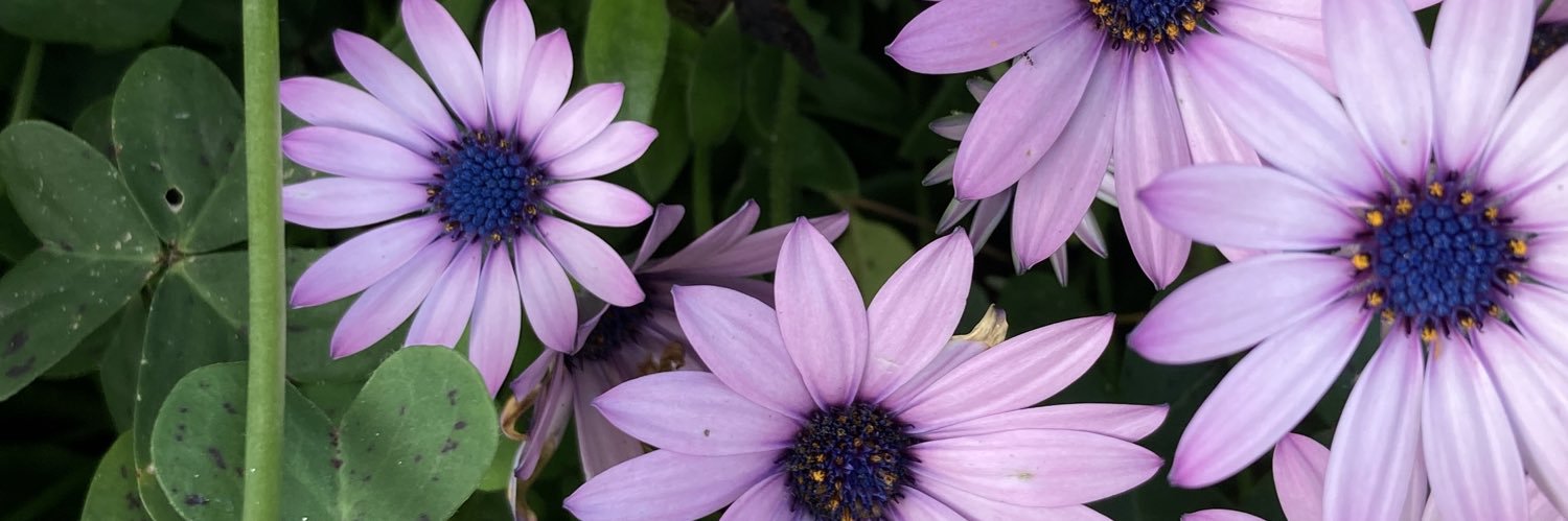 diconoBorder's profile banner image
