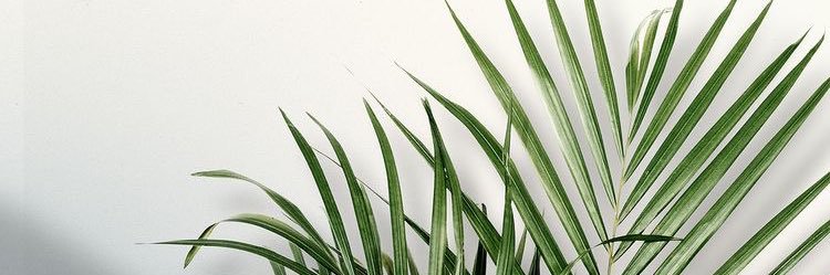 bvckks's profile banner image