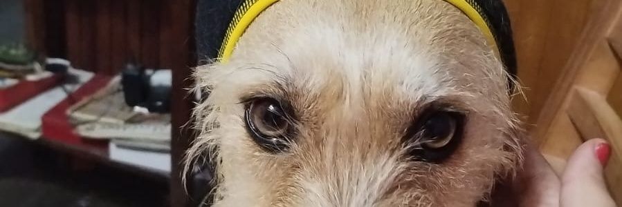 Ana_Bolena3's profile banner image
