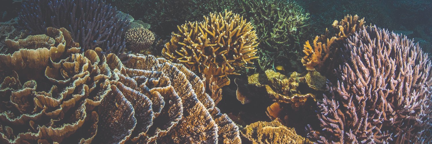 Reef Resilience banner