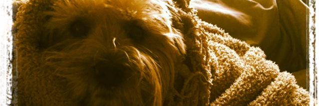 alexpkane's profile banner image
