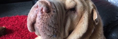 Nige's girl :) banner