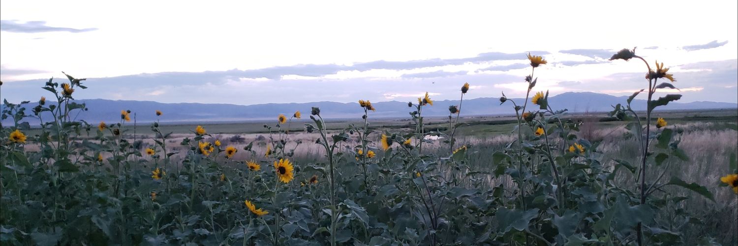 ChaunceHansen's profile banner image