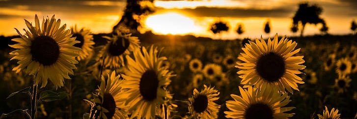 a_najul's profile banner image