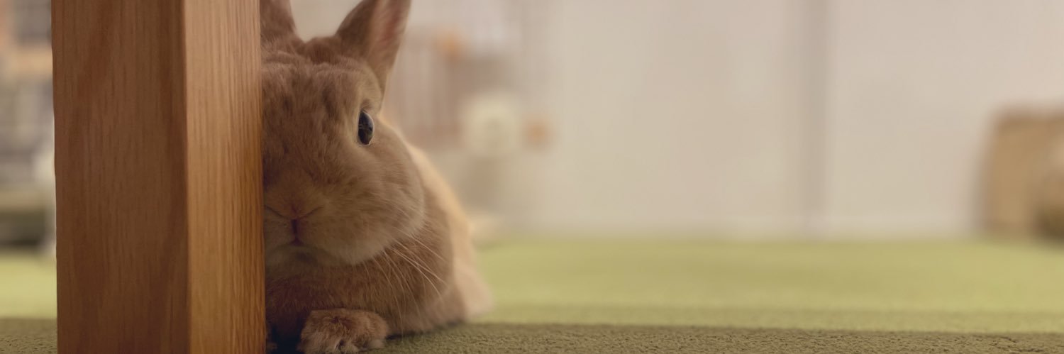 lupurabbit336's profile banner image