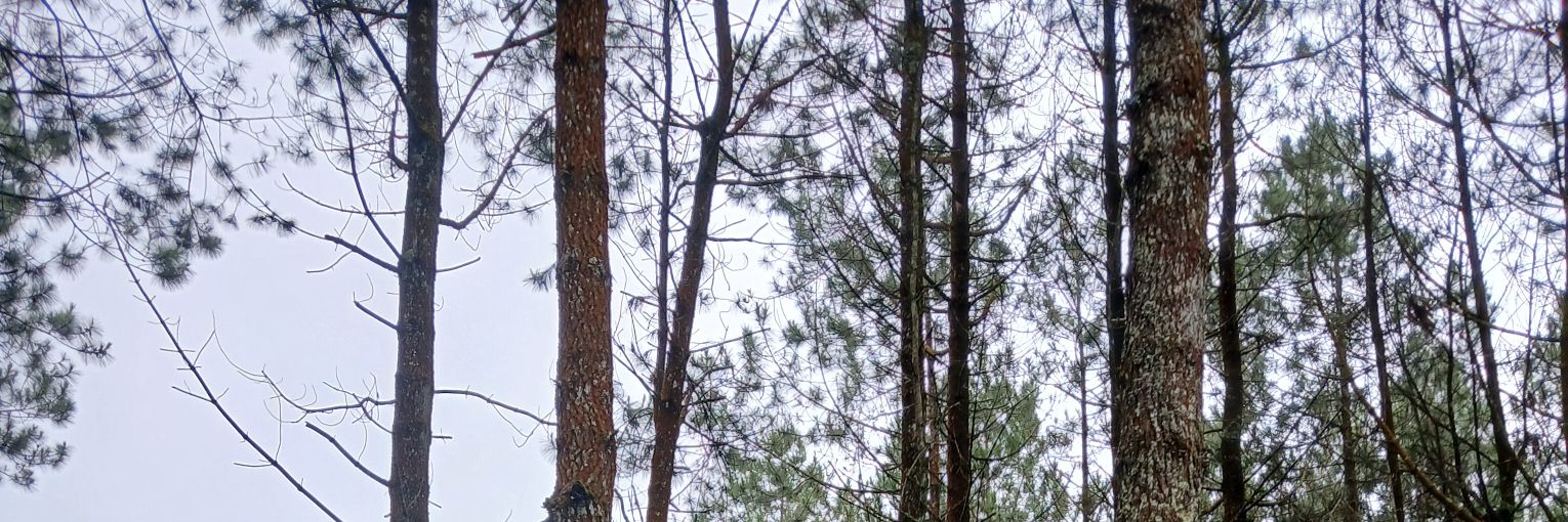 🌻 banner