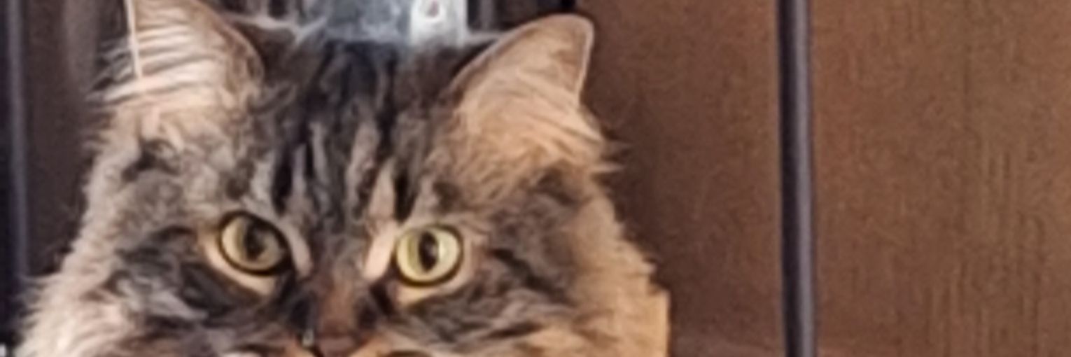 angelfood007's profile banner image