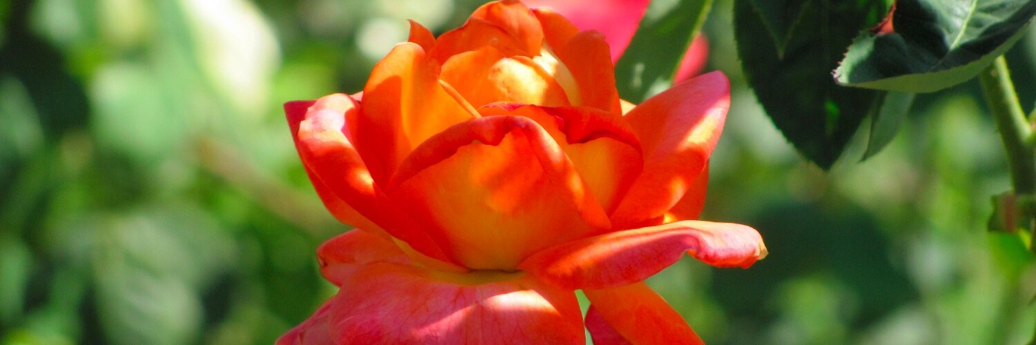 AnneWestcott30's profile banner image