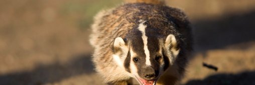 badgergabe's profile banner image