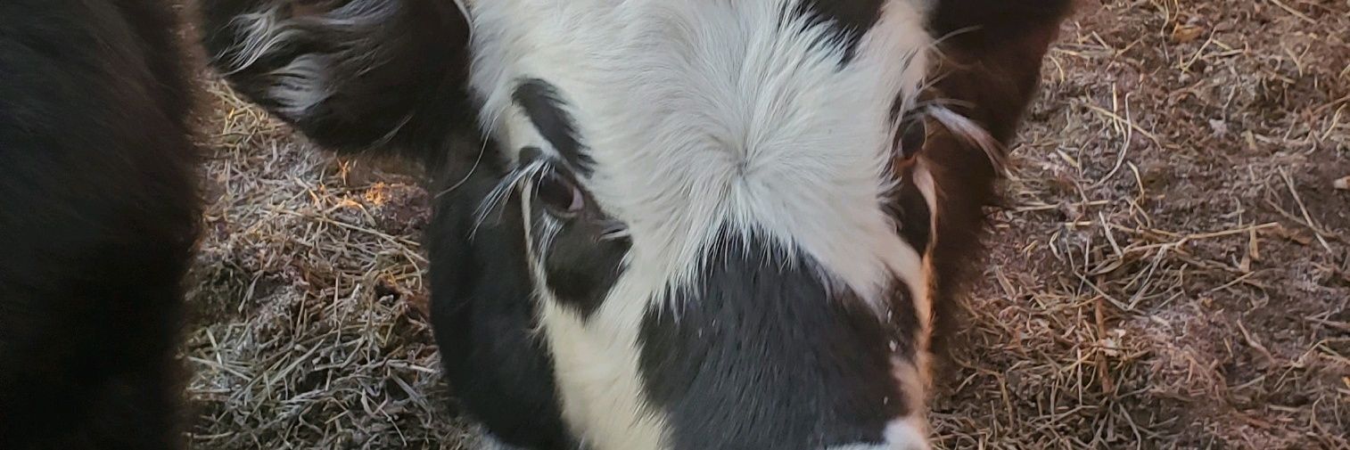 tbuzzy99's profile banner image
