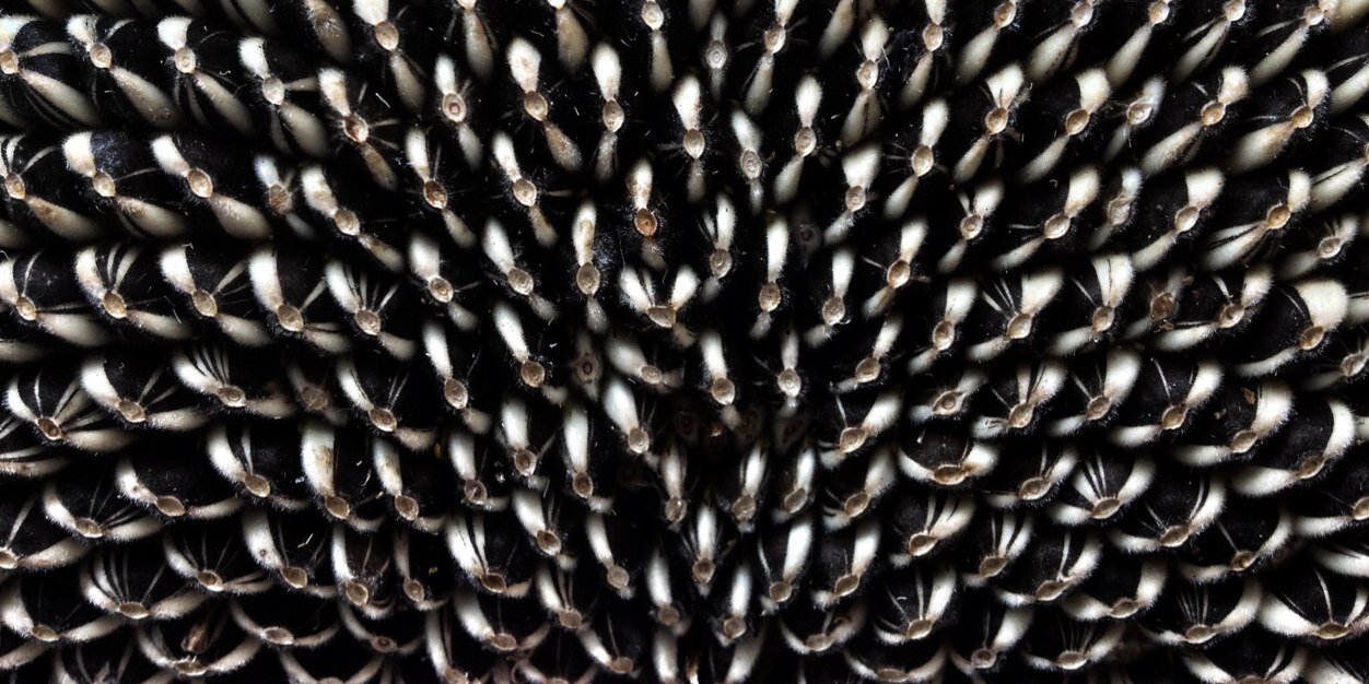 antonio arroyo banner