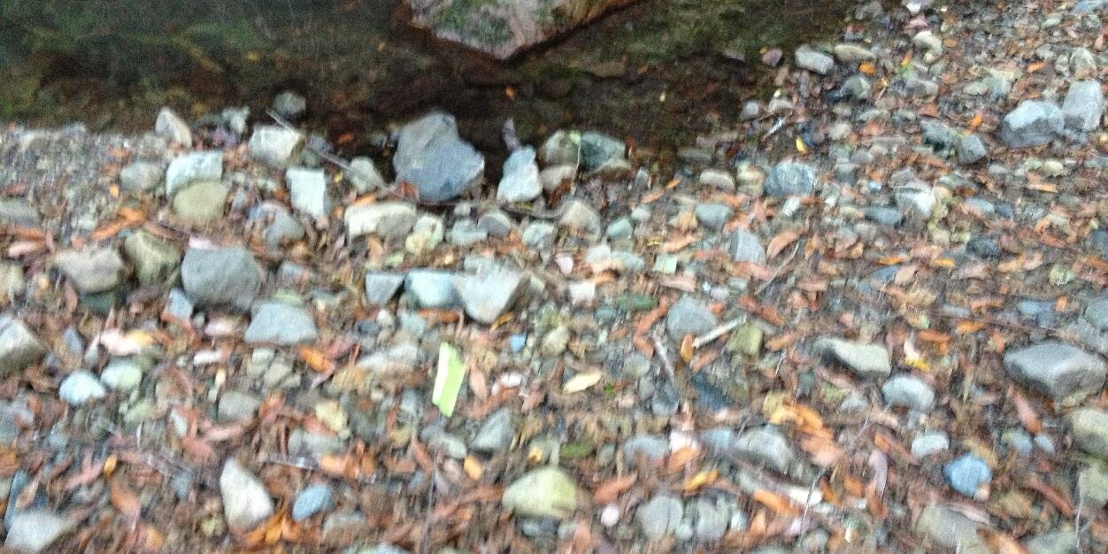 Cleo Wölfle Hazard banner