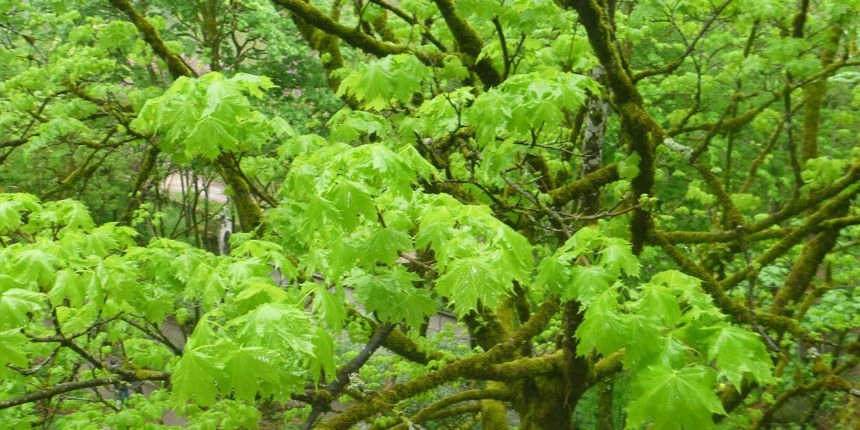 Manel M. Raga 🇺🇦 banner