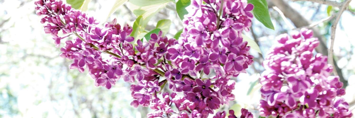 APMaynard's profile banner image