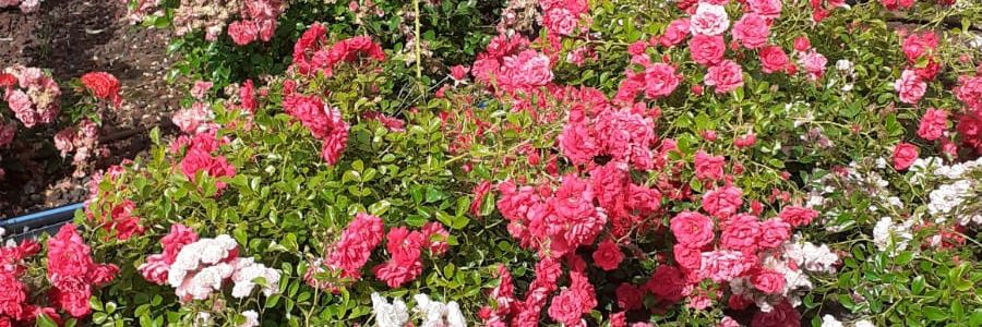 dariaf1707's profile banner image