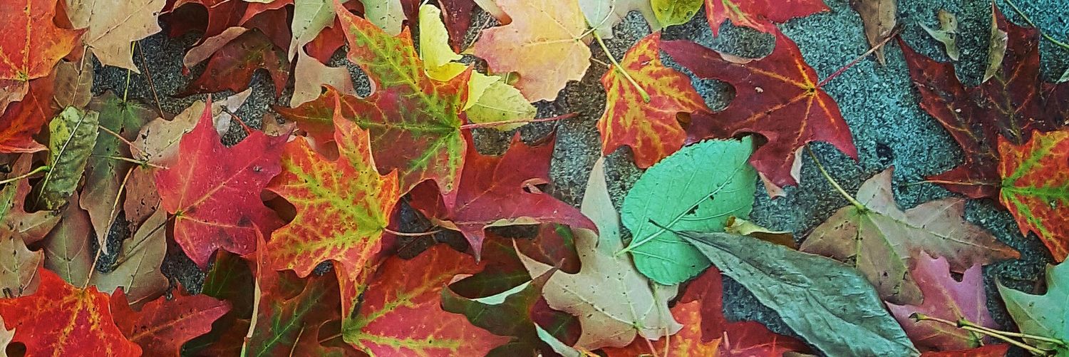 PapaJacrispy's profile banner image