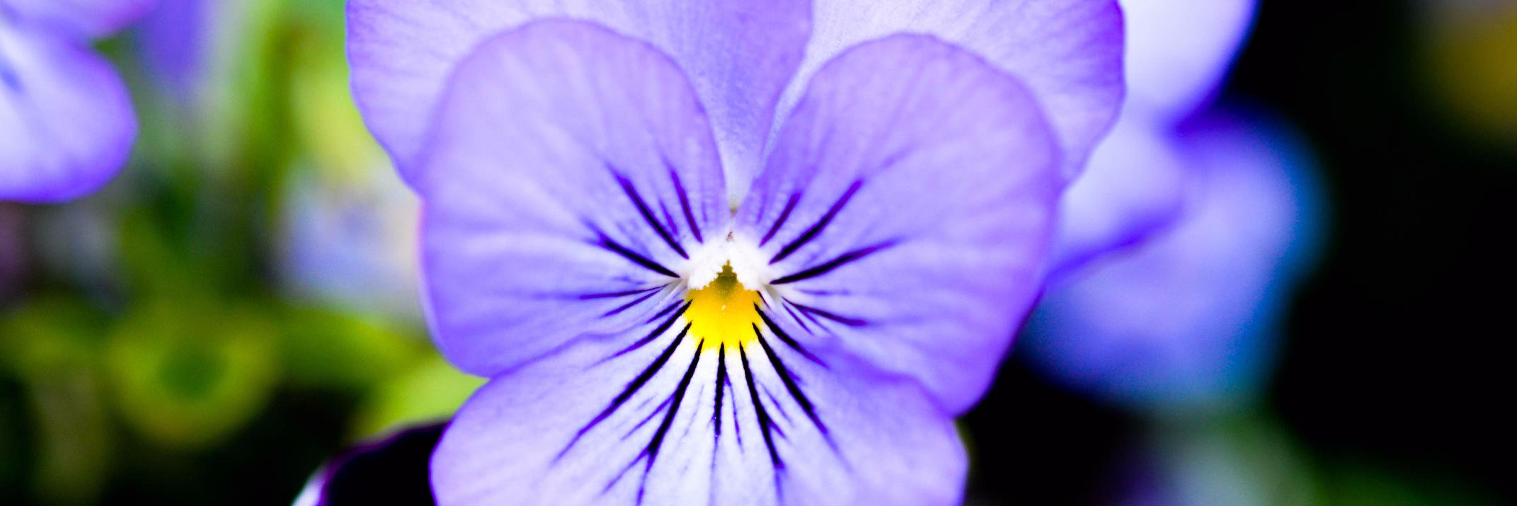 EarthwiseHerbs's profile banner image