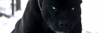 Pirate_Noir's profile banner image