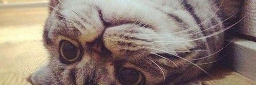 CastorSwag's profile banner image