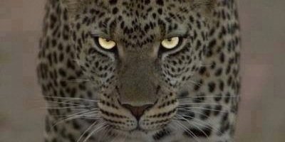 MisterConnerie's profile banner image