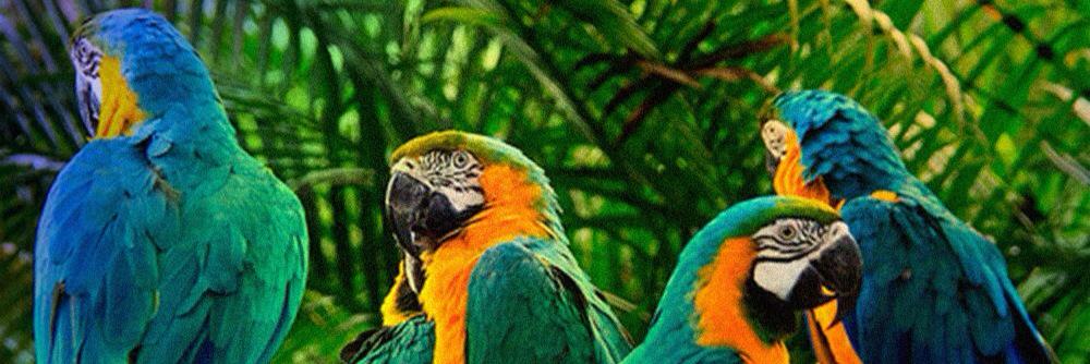 LabradorRaquel's profile banner image