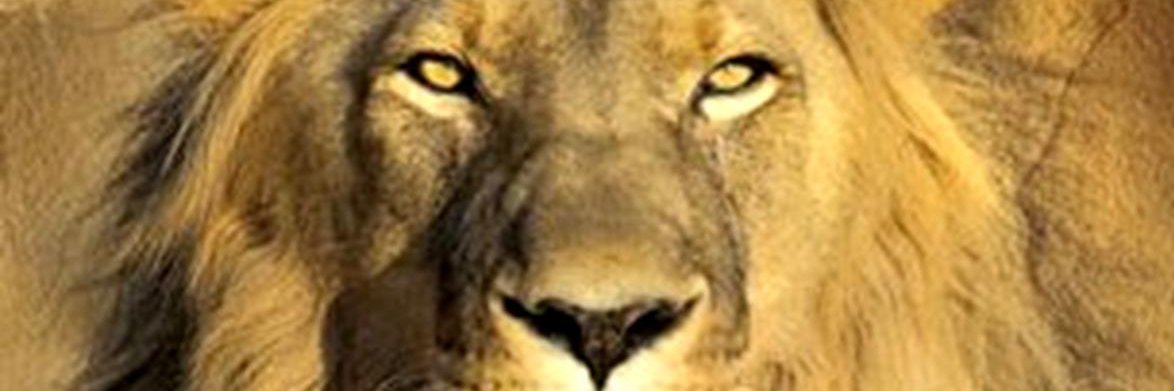 SweetOnSamples's profile banner image