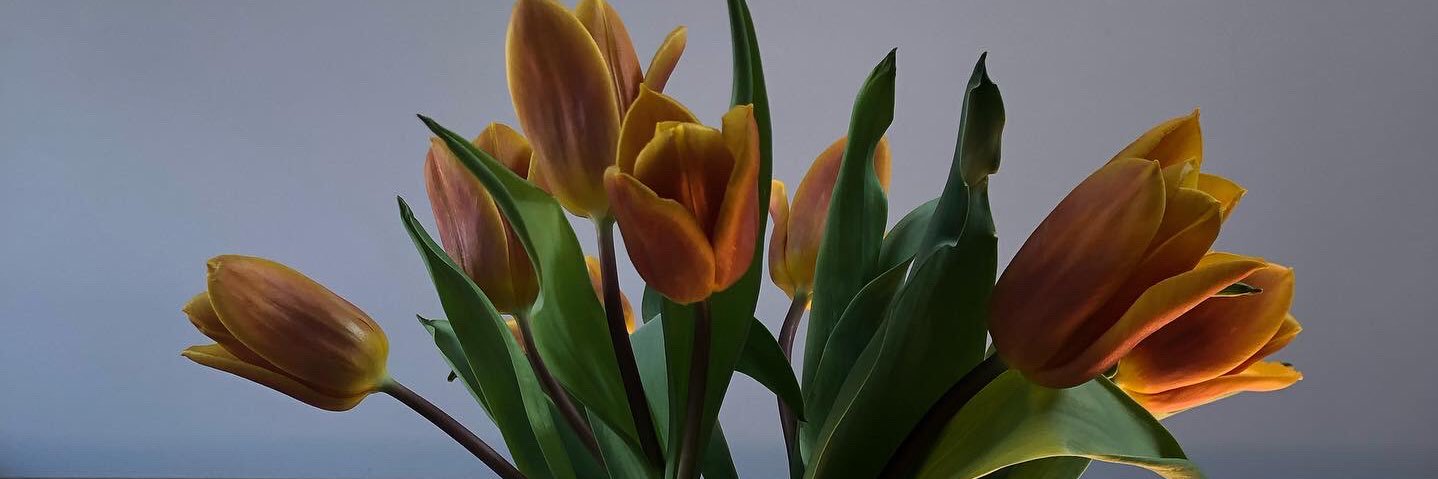 Marion F. Adams banner