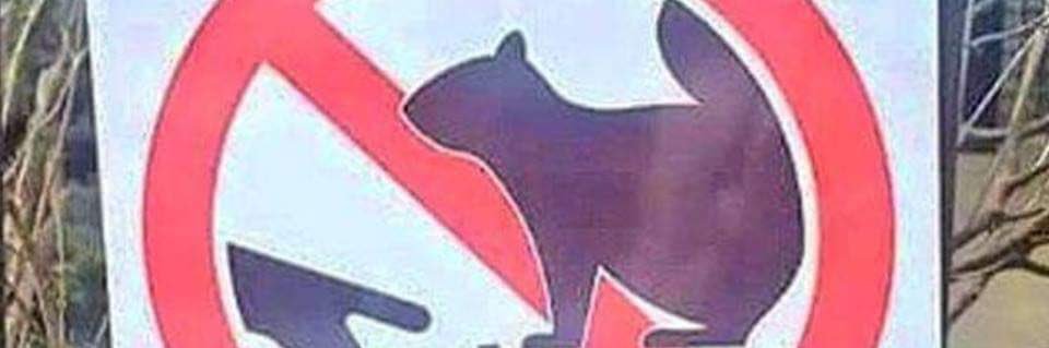 Tree Rat 🐿️ banner