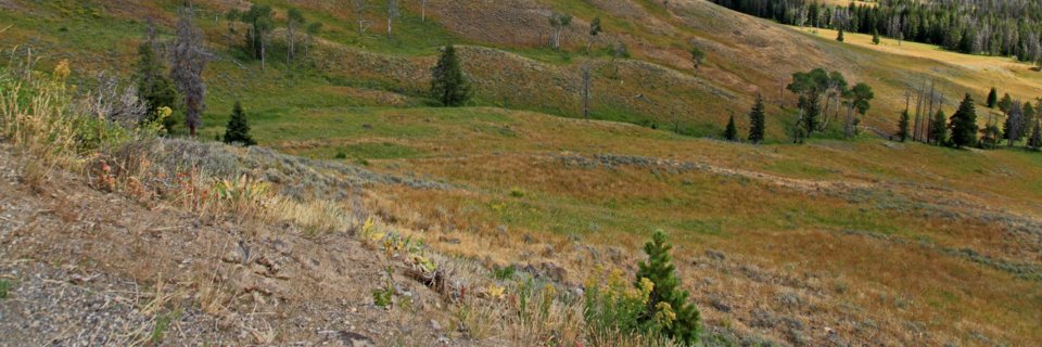 Jean michael porra  banner