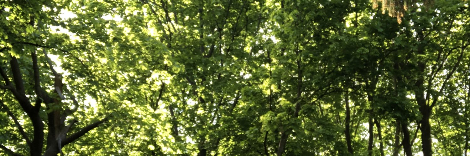 codeyshell's profile banner image