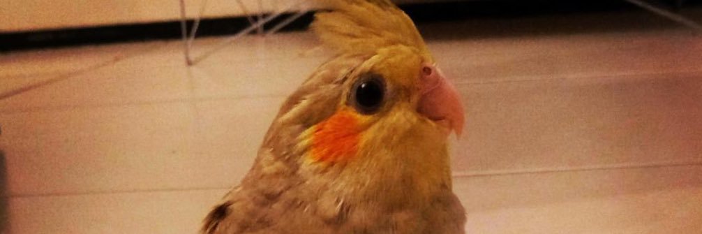 fredcastrofilho's profile banner image