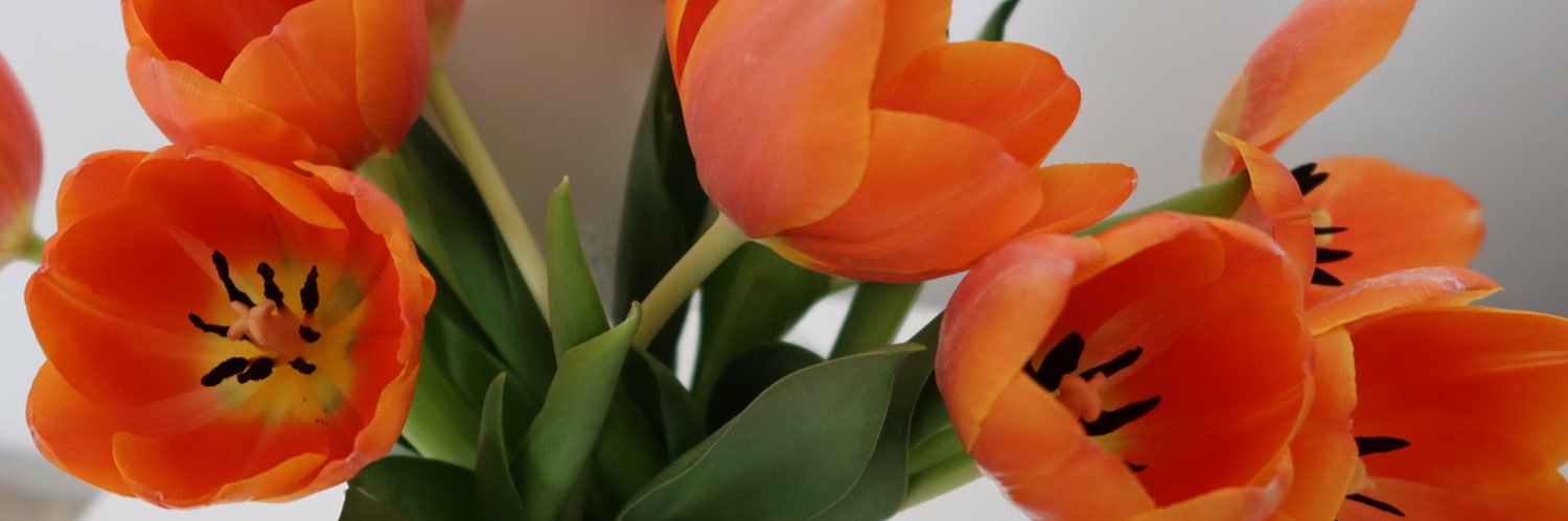 PameAlexander's profile banner image