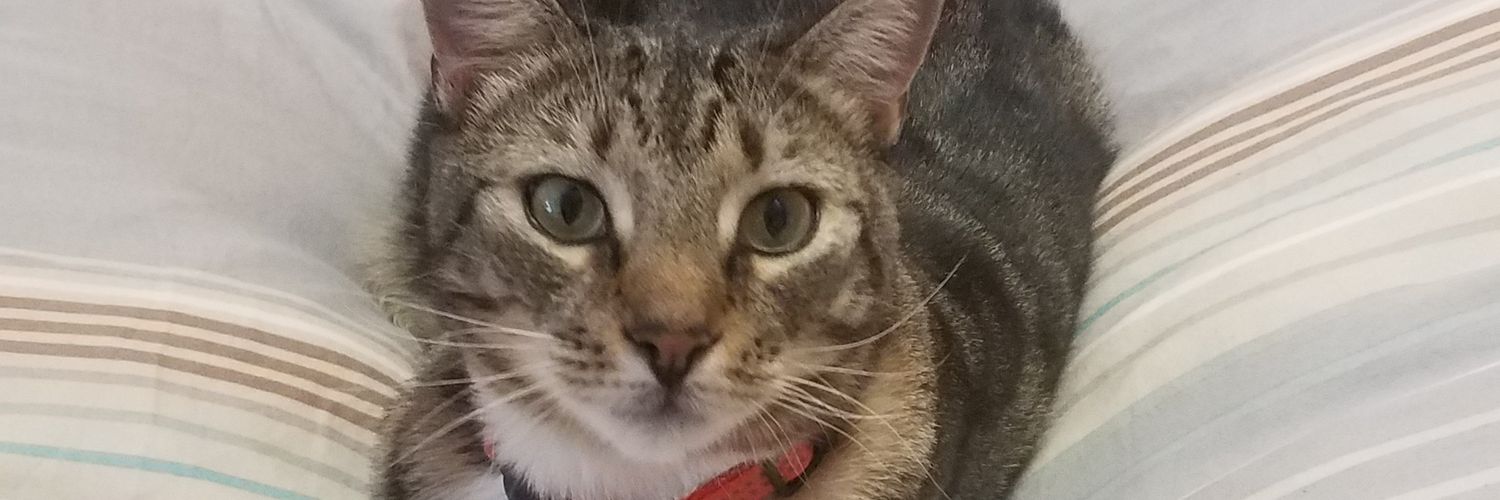 Glasdog's profile banner image